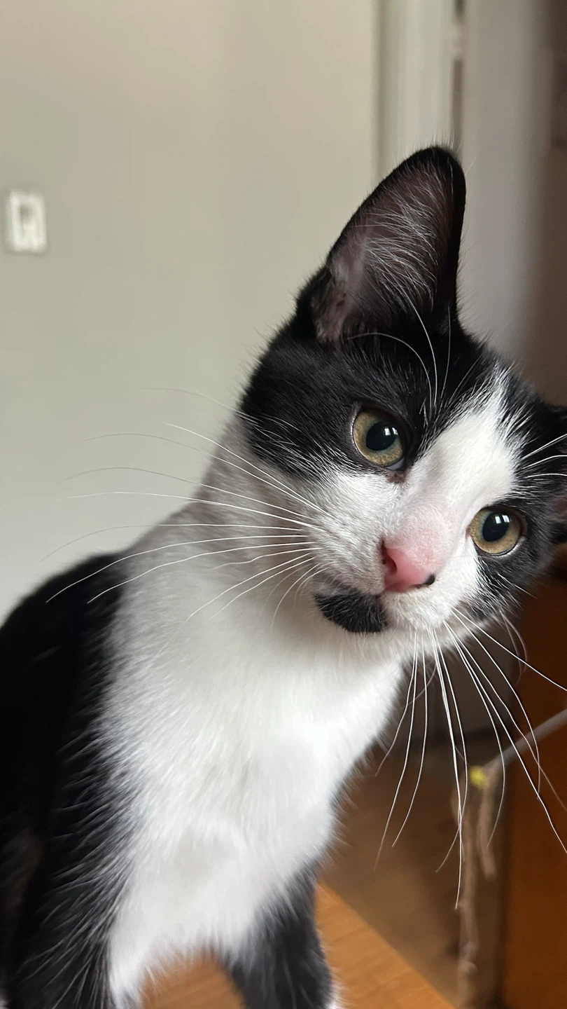 Sofia