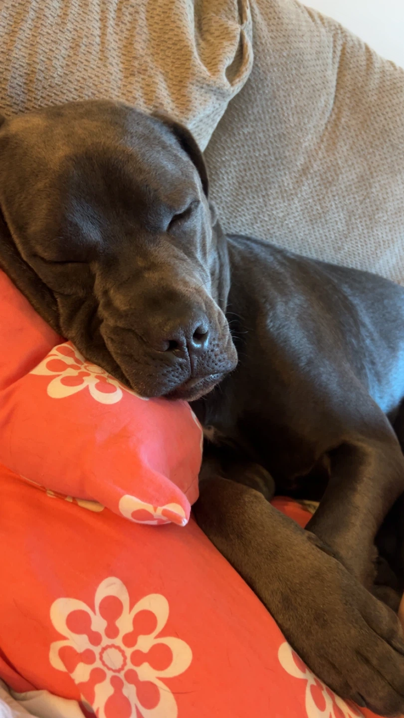 lexi profile
