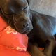 lexi profile