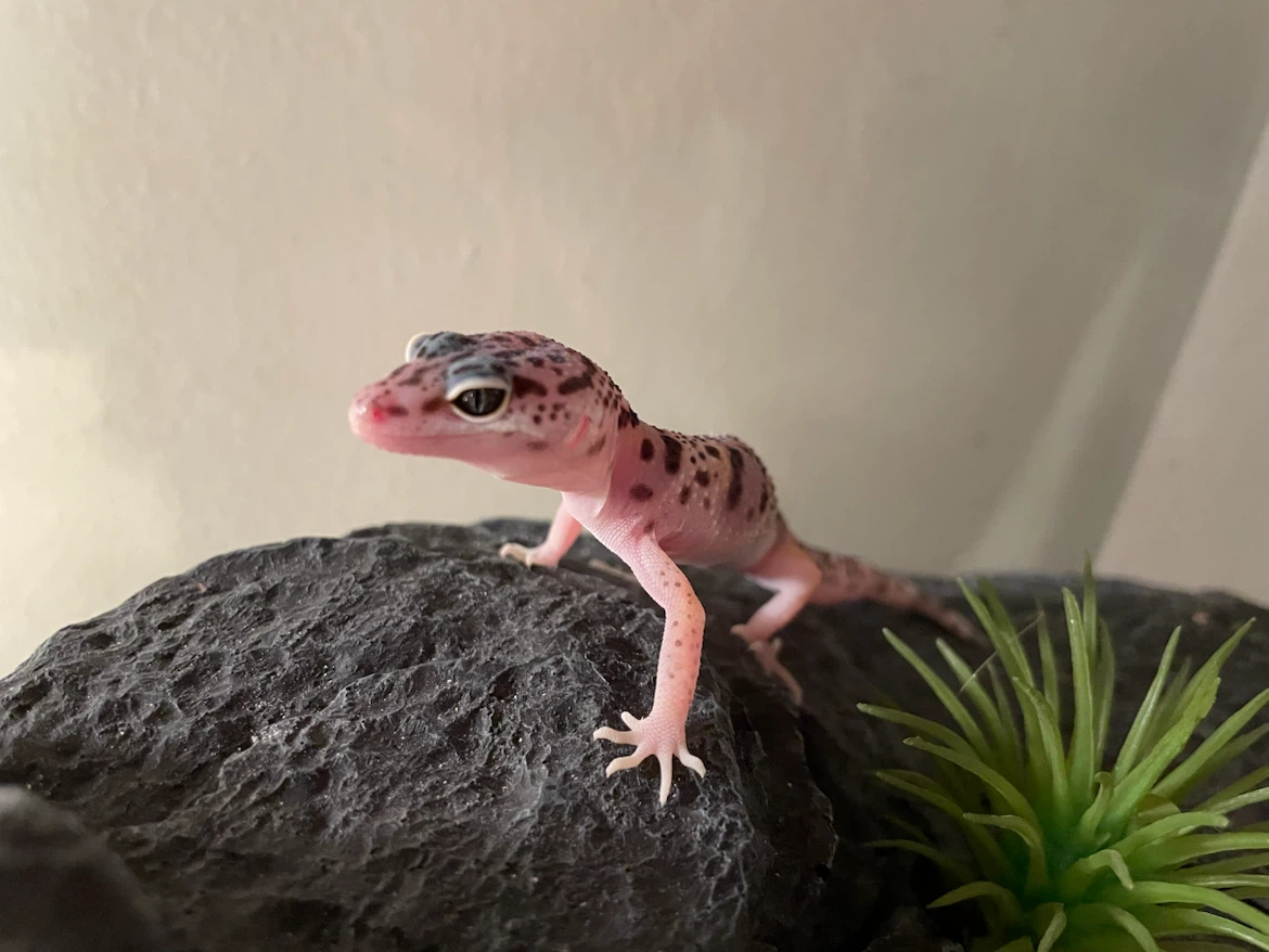 Fatima profile