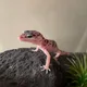 Fatima profile
