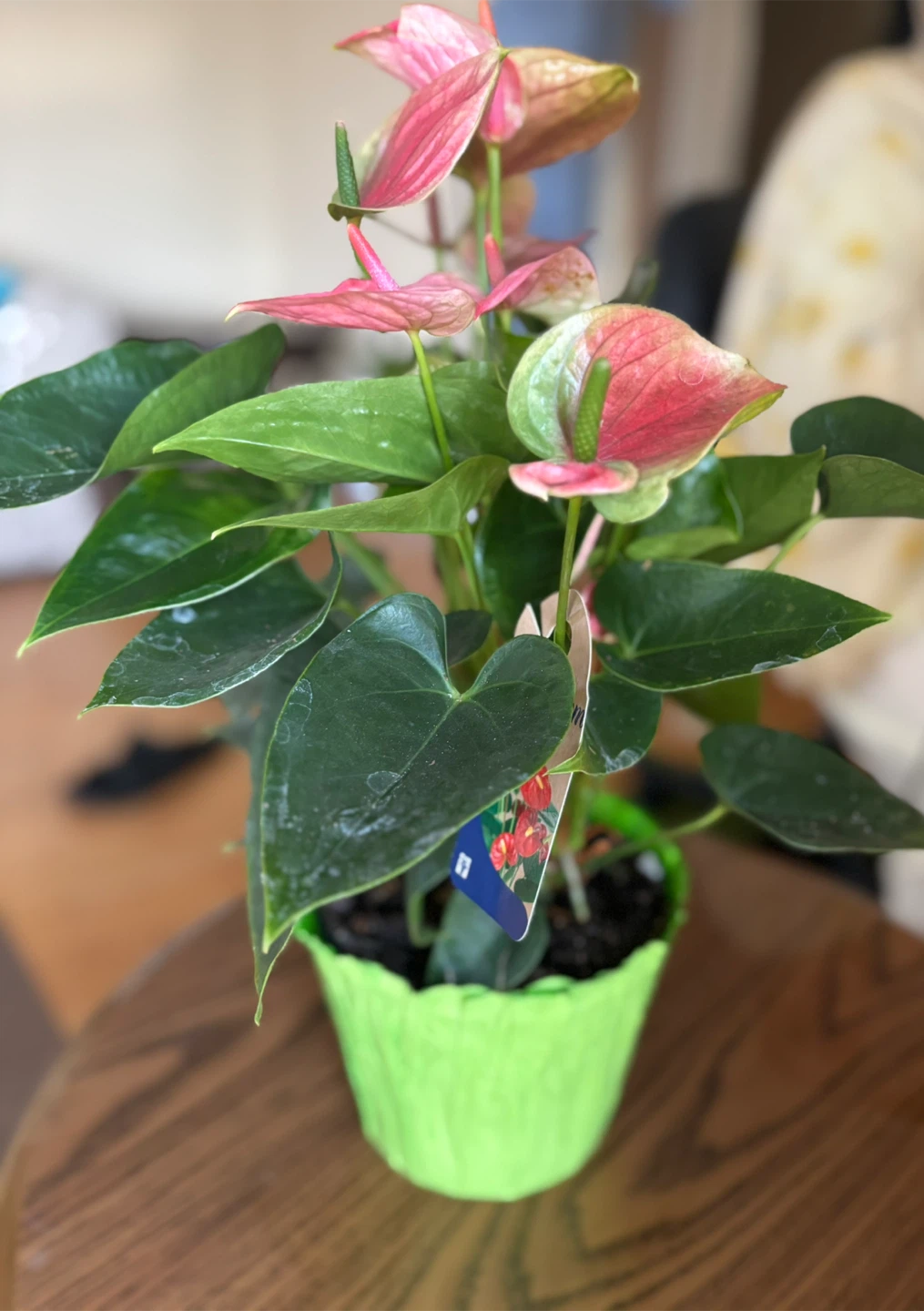 Ola profile