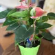 Ola profile