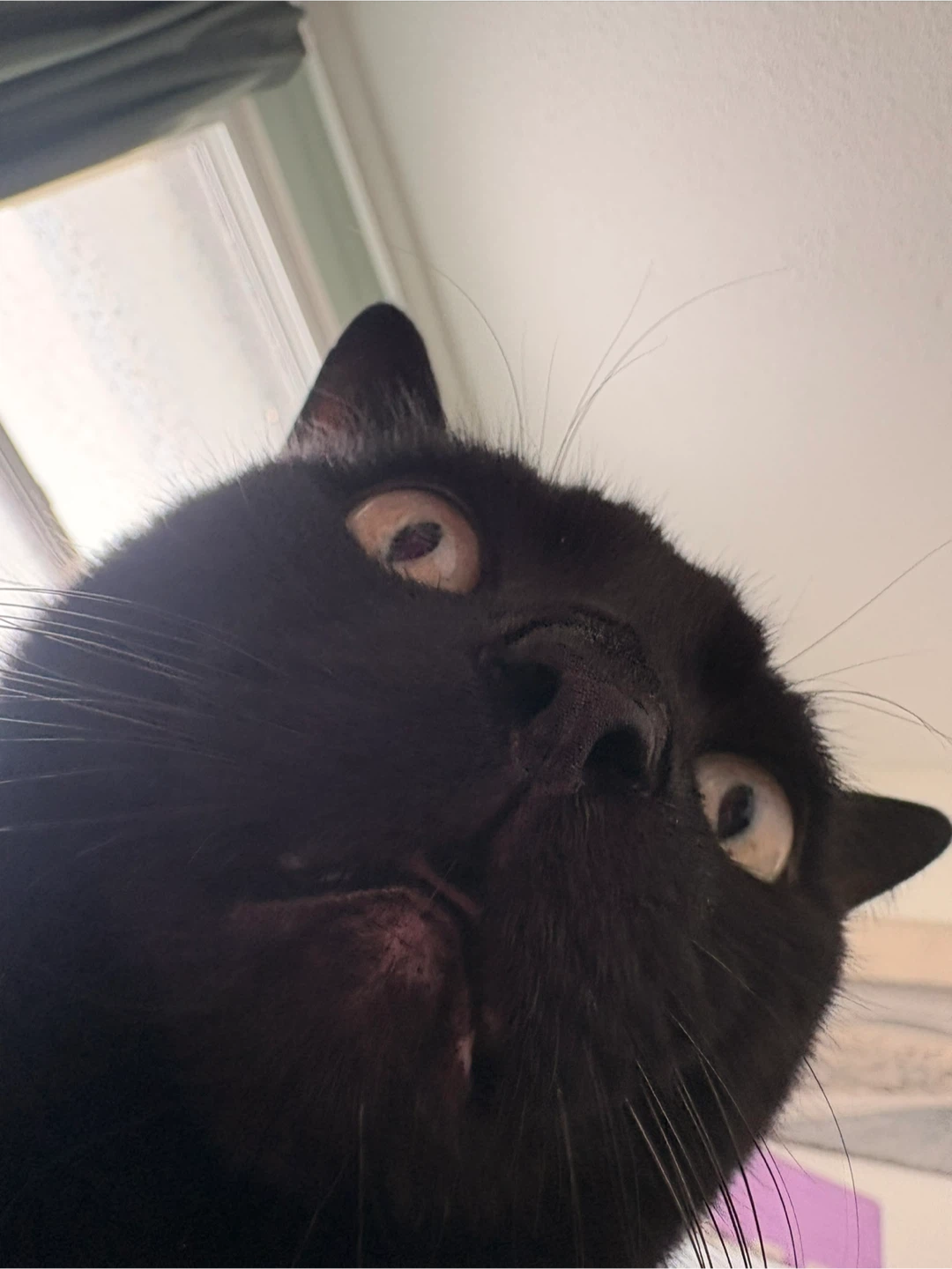 Bea profile