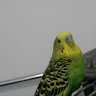 Hassan Rathod profile