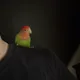Erik Nicline profile