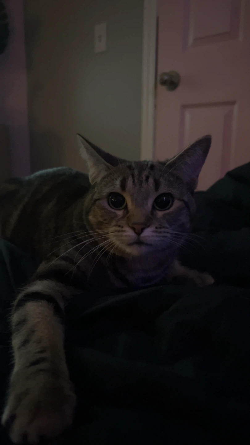 Laila profile