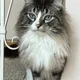 Martin profile