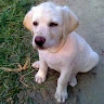 Roohi profile