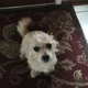 Doglover123 profile