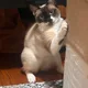 Lalalala profile