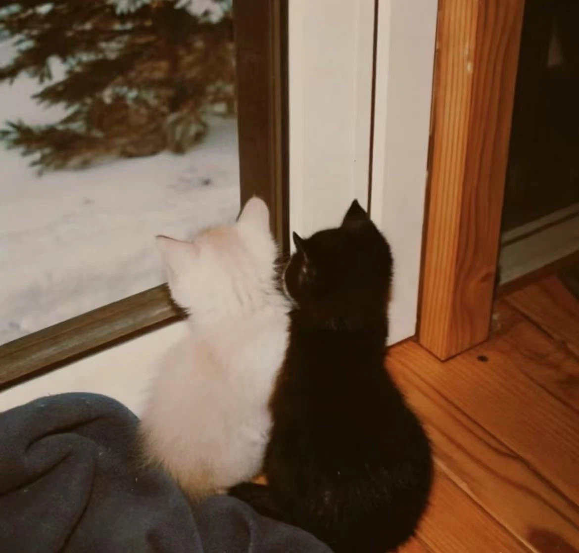 Louis profile