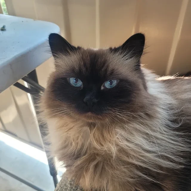 Dolly profile