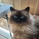 Dolly profile