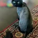 Neesha profile