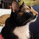 connie widmann profile