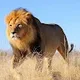 DANIEL 15 profile