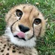 Hobbyist Friend profile