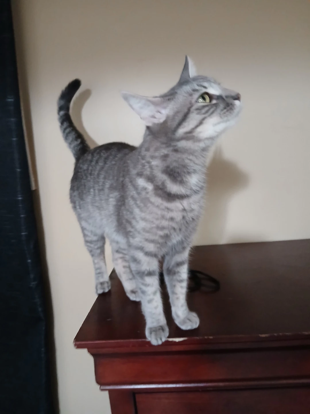 Kai profile