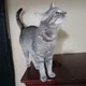 Kai profile