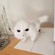 Luck Dragon Puppy profile