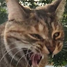 Aliyah profile