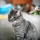 wyatt profile