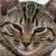 Alan profile