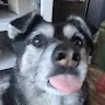 Leonidas profile