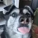 Leonidas profile
