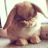 BUNNY