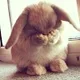 BUNNY profile