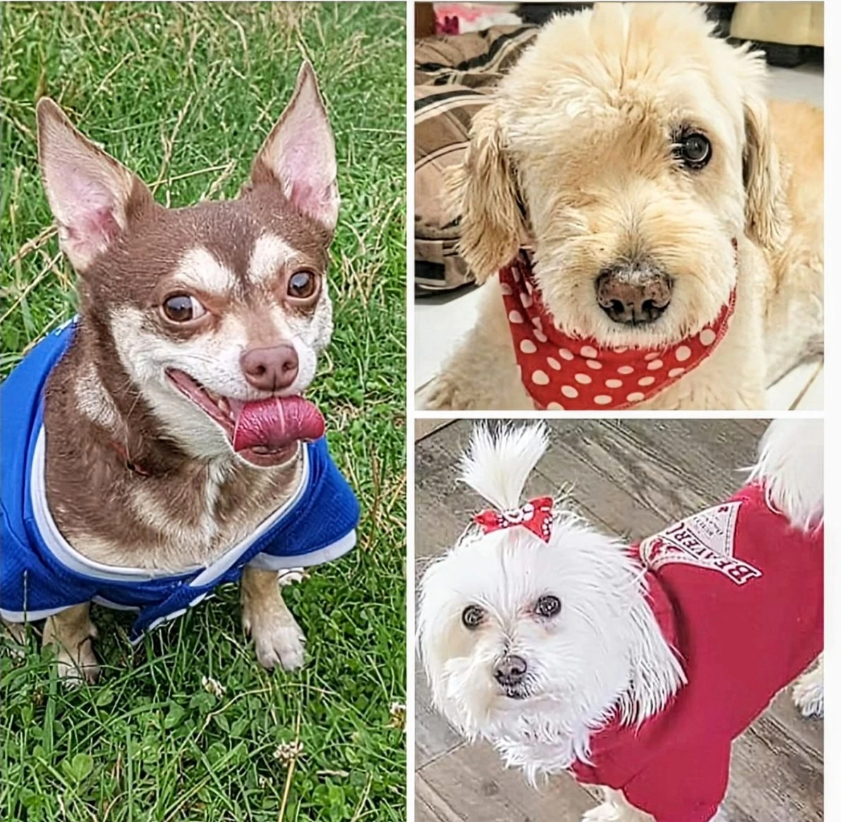 Darla profile