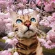 VJ profile