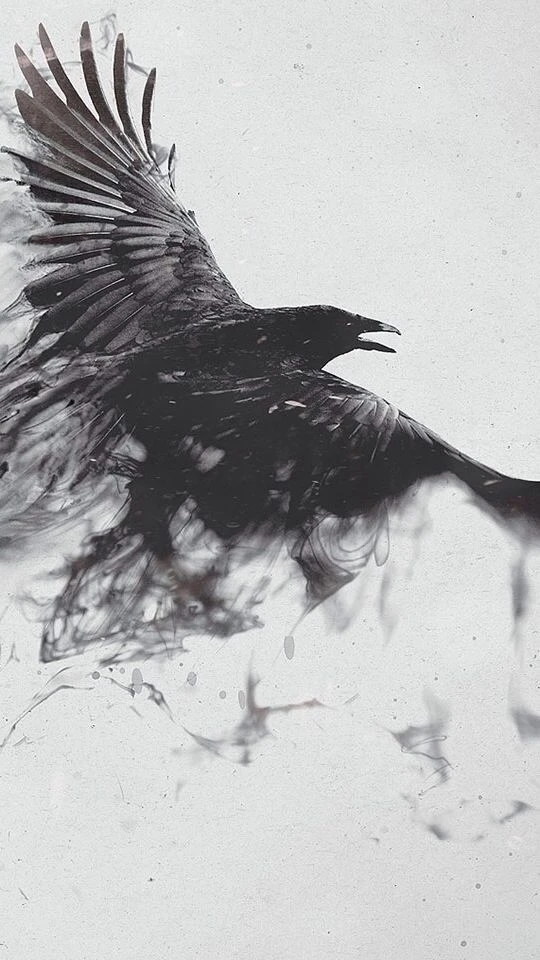 Raven profile