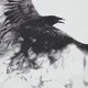 Raven profile