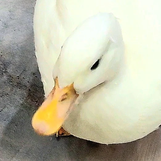 Jamie