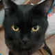 Nish profile