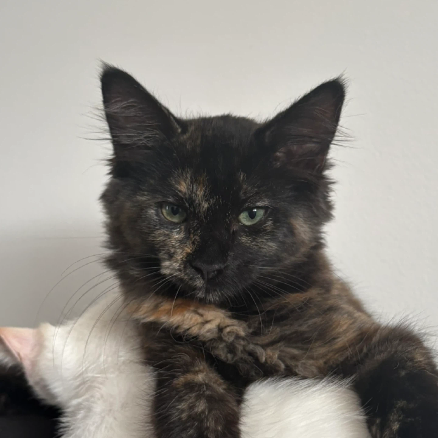 lia profile