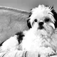 Rhico profile