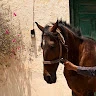 Hassan Khan profile