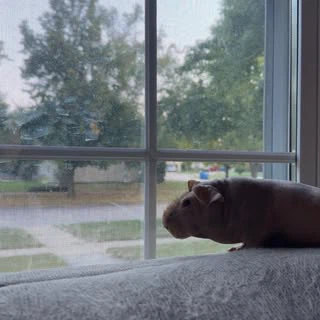 Schroeder G Bre profile