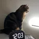 Otabek Ishankulov profile