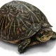 TheTurtleFamily profile