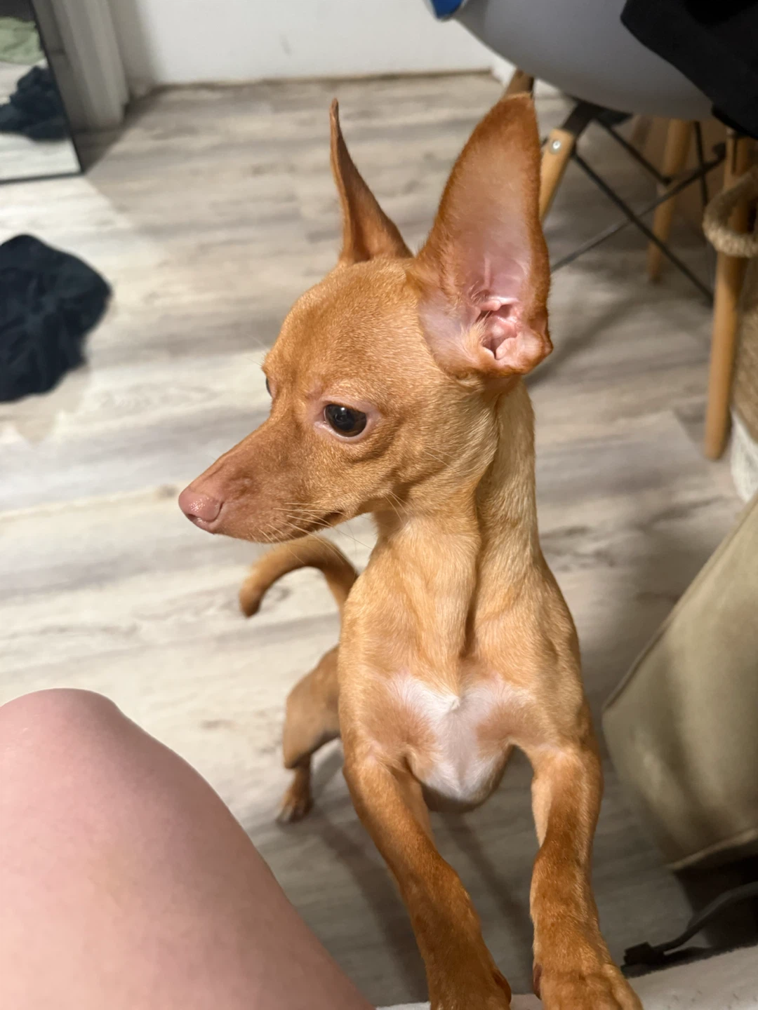 Mileydy profile