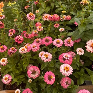 Marcella Swayne profile