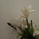 Fatima profile