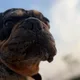 Ostap profile