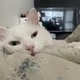 cutyeve profile