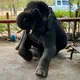 Zeng profile